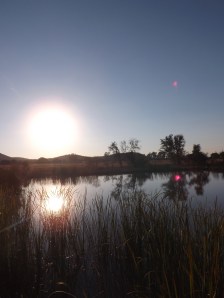 Where Pygmy Hippos Wade